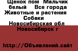 Щенок пом. Мальчик белый  - Все города Животные и растения » Собаки   . Новосибирская обл.,Новосибирск г.